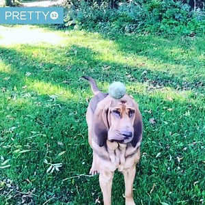 Dogs are daft af 😂😂 | Tyla