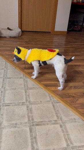 71 reactions · 11 comments | This is way too funny not to share! He hates. The costume won’t move, won’t look at me, until I took it off of him then he was his normal, crazy self. | Angie Squier Lienemann | Facebook