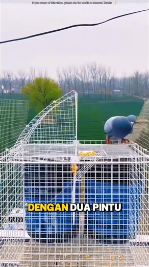775K views · 5.9K reactions | mbak punya alat mengumpulkan burung merpati dengan mudah dan cepat #tool #fishing #reels | Tri Wijaya | Facebook