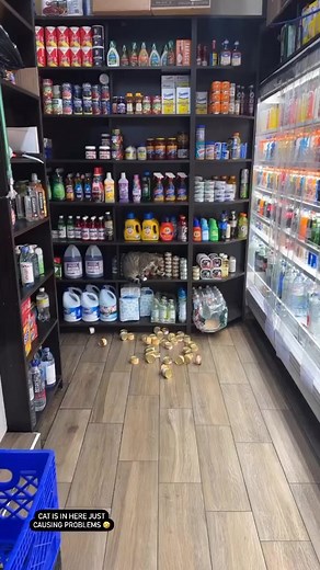 98K views · 1.4K reactions | #petlove | Pets Love | Facebook