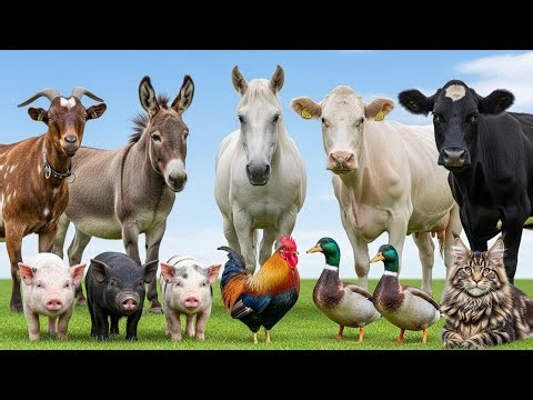 Happy Animal Sounds: Cow, Horse, Sheep, Pig, Chicken, Duck, Cat, Dog, Parrot – Animal Video