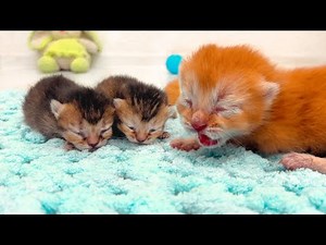 Kittens on a walk, meowing and calling for mama cat