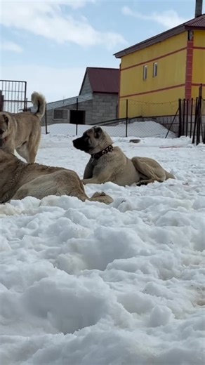 #kangal_tr #çapar #kangal #akbaş