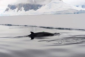 Scientists stuck cameras on 30 Antarctic whales and captured this wild footage