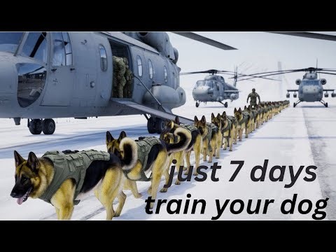 Train Your Dog in 7 Easy Steps 🐾 | Best Dog Training Guide for Beginners”