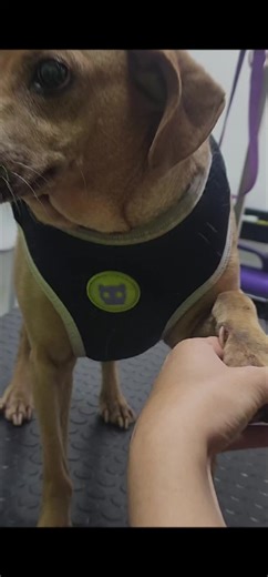 Proceso de grooming a perrito de pelo corto.
