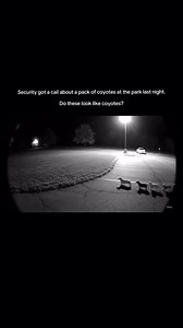 1.7M views · 71K reactions | Anyone else love a doxie? Cute little family! #fblifestyle #happydogs #happydogshappylife | Thinking Canine | Facebook