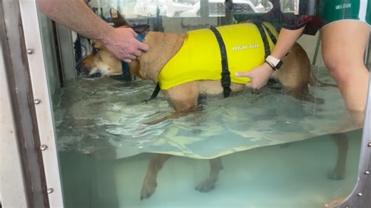 21 reactions | Delightful Larry’s first time on the water treadmill after his TPLO surgery. He will be stronger in no time with this effort. Well done Larry! #caninetplorehab #caninecruciaterecovery #hydrotherapyfordogs #caninerehab | K9 Swim - Hydrotherapy Centre For Dogs - NSW | Facebook