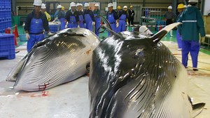 Japan Begins Controversial Whale Hunt