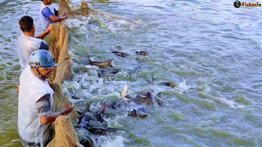 how to check the freshness of fish / big fish farming-2024 / pregnant fish checking | Fish Info