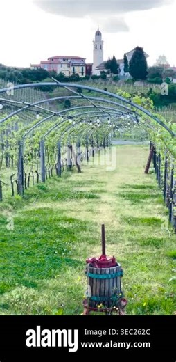 Antique wine press in vineyard with arched trellis and Italian village view. Vertical video shows traditional winemaking equipment on grass path near rows of grapes. Scenic Mediterranean landscape Stock Video Footage - Alamy