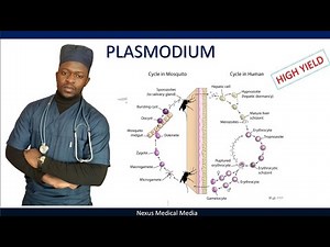Plasmodium: life cycle of malaria parasite, symptoms, diagnosis and treatment