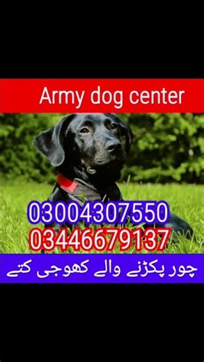 Army dog centre Multan cantt