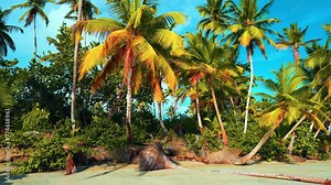 Beautiful Maldives beach on an exotic island with palm trees. Landscape of tropical nature on the sea coast. An idyllic beach for relaxing summer holidays. Travel to a tropical paradise.