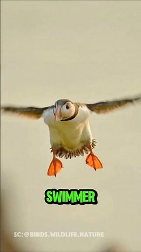 Fun Facts About Puffins, the Birds That Can Fly and Dive