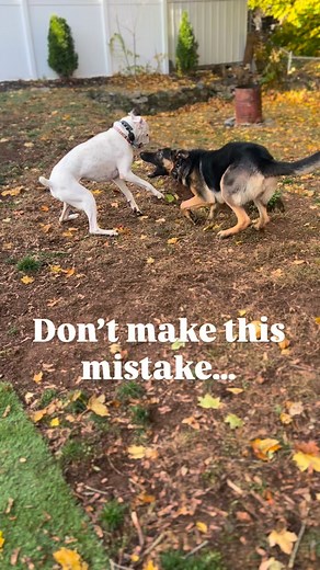 The first 16 weeks of a dogs life is what starts to shape their adult...