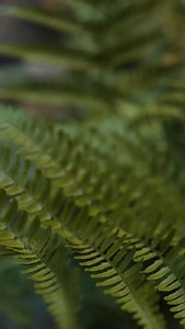 The views of our “By the Creek” treehouses are unbeatable 😍🌲 📷 Appalachia Productions | Treehouse Grove at Norton Creek