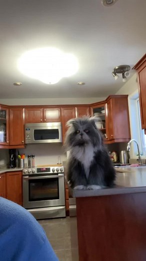 Meet Atchoum: The Persian Cat with Hypertrichosis