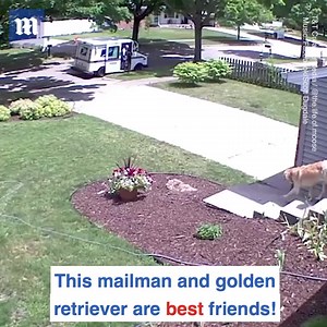 415K views · 3.3K reactions | This dog waits to greet the mailman every single day! ❤️ via T&T Creative Media | Daily Mail Animals | Facebook