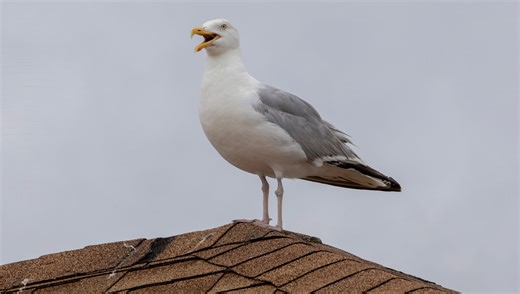 Cape May man pleads guilty to decapitating seagull