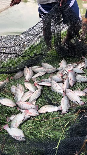 Beginner's Guide to Small Fish Pond Farming