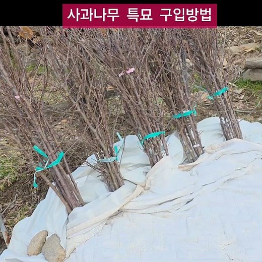 How to purchase apple tree seedlings and why to plant apple trees earlier than Arbor Day