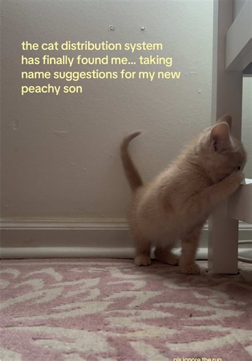 Peachy Orange Kitten Name Ideas — Cute Names for Your New Cat