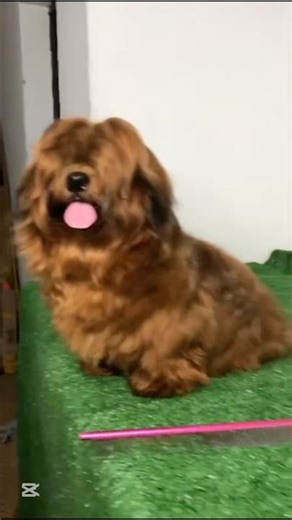 Lhasa Apso Glown up is special 🐶 (DO YOU LOVE LHASA APSO)