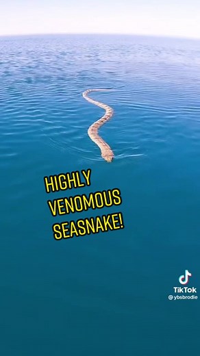Fascinating Sea Snake Facts | Learn About These Venomous Reptiles!