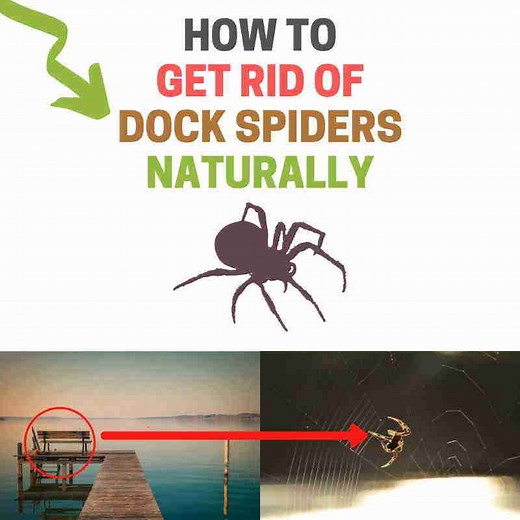How to Get Rid of Dock Spiders Naturally (Save Your Boat!) | BugWiz