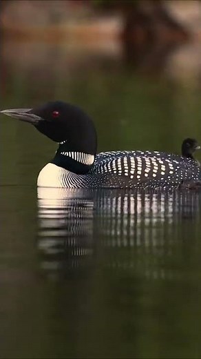 Common Loons Wailing in Maine