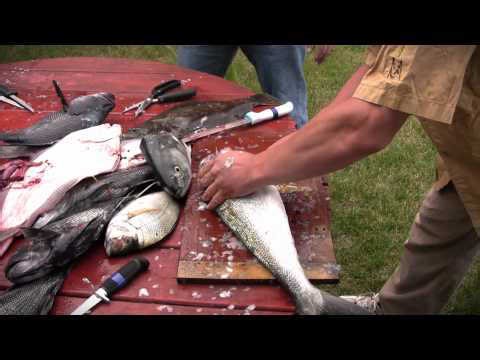 How to Steak Bluefish - Bluefish Filleting and Cleaning