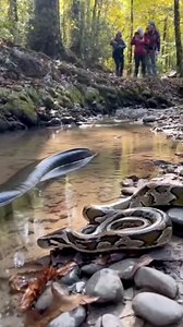 127K views · 584 reactions | Python vs Electric Eel  #animals #wildlife | Kapil Gaming | Facebook