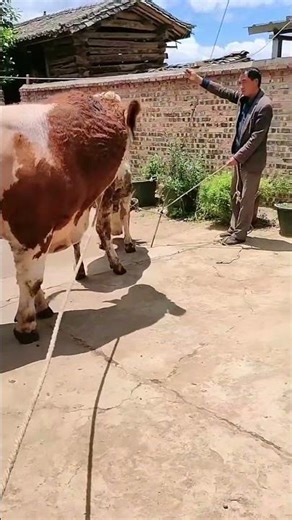 Daily life diary of a rural cattle farmer #662