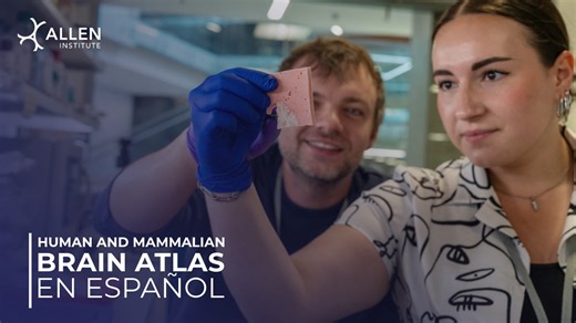 23K views · 40 reactions | ¿Cómo afectan las enfermedades al cerebro a nivel celular? Como parte del consorcio de HMBA (Human and Mammalian Brain Atlas) de los National Institutes of Health (NIH), nos asociamos con equipos diversos de todo el mundo para desarollar los mapas más detallados del cerebro primate, ya sea humano o no, que hayan existido. #BrainWeek #studyBRAIN #neurociencia | Allen Institute | Facebook