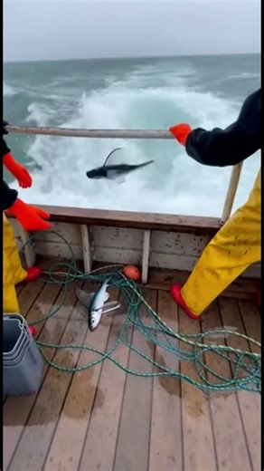 HE’S RIGHT ON THEIR TAIL! Shark Chasing Flying Fish Into Our Boat