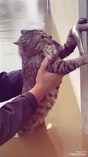 mother cat saves her kitten #cat #flood #babycat
