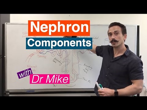Nephron Components | Renal System