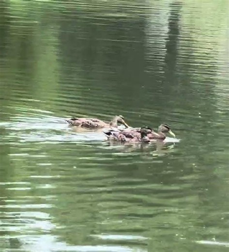#Ducks, #approaching #short — early #July2026