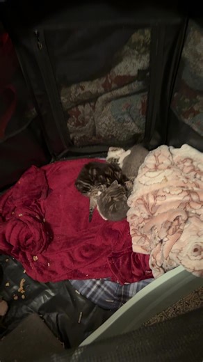 No potato’s were harmed in the making of this, he’s just the mouthiest kitten of them all 😂 ( ik Brian’s grip looks weird but we promise it was a very gentle and supportive hold❤️) #kittens #fosterkittens #fostering #fosteringsaveslives #kitties