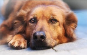 How to Artificially Inseminate a Dog?