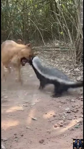 Brutal Clash – Pit Bull Attacks Fearless Honey Badger