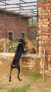Lion vs Dog😱#lion #lionhub #viral #fyp #lionking #attack #whitelion #reels | Lion Hub