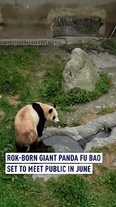 68K views · 35 reactions | South Korea-born giant panda Fu Bao, has adapted well to her new life in Sichuan, and is expected to meet the public later in June. After returning to China in April, she has been living under quarantine. Now she maintains a routine of strolling around in the yard, eating bamboos and meals, as well as napping every day at her new home in Shenshuping Base. #giantpanda #Fubao #panda | CGTNEurope | Facebook