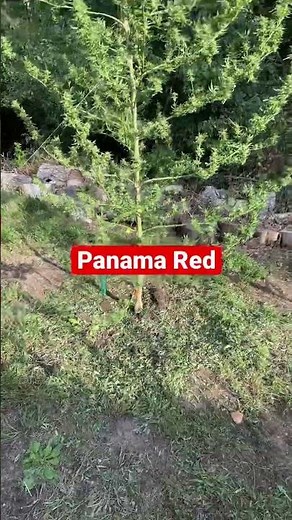 Panama Red