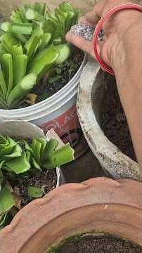 spider lily flower plants care tips #youtubeshorts #flowers #garden #fertilizer #viral