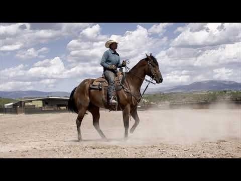 TEAM ROPING HORSE - Ace video - SOLD
