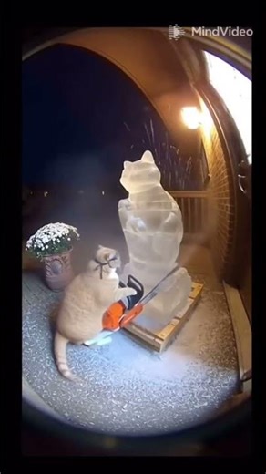 An orange cat keeps people awake 😂