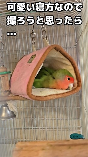 【インコの寝方が可愛いのでカメラを向けたら…】#コザクラインコ#インコ#lovebirds