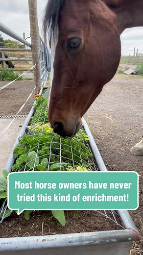 Enhance Your Horse's Life with Herbal Enrichment